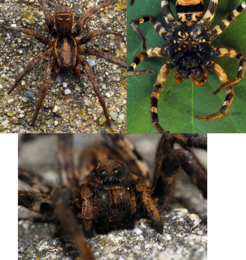 Lycosa tarantula - Monte del Pollino (PZ)